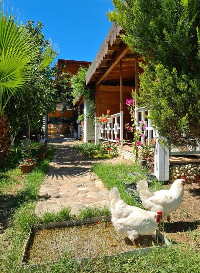 Ferienwohnung Flora Pansiyon Cirali Kemer Exterior foto